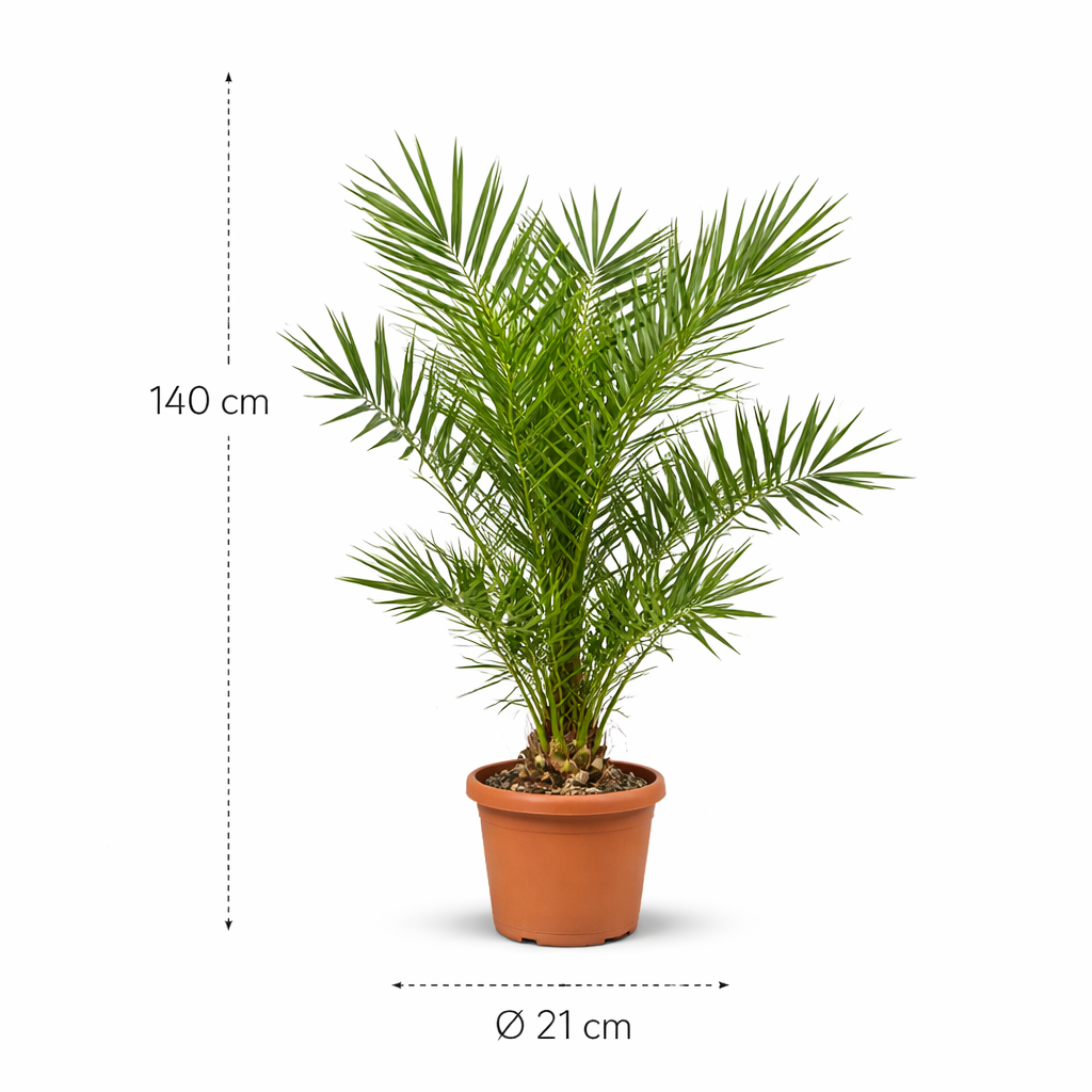 Phoenix Canariensis - 140 cm - Ø21cm