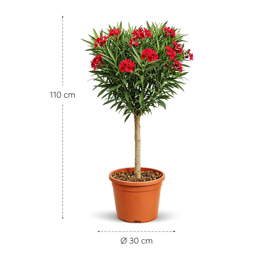 Nerium Oleander op stam met rode bloem - 110 cm - ø30 cm