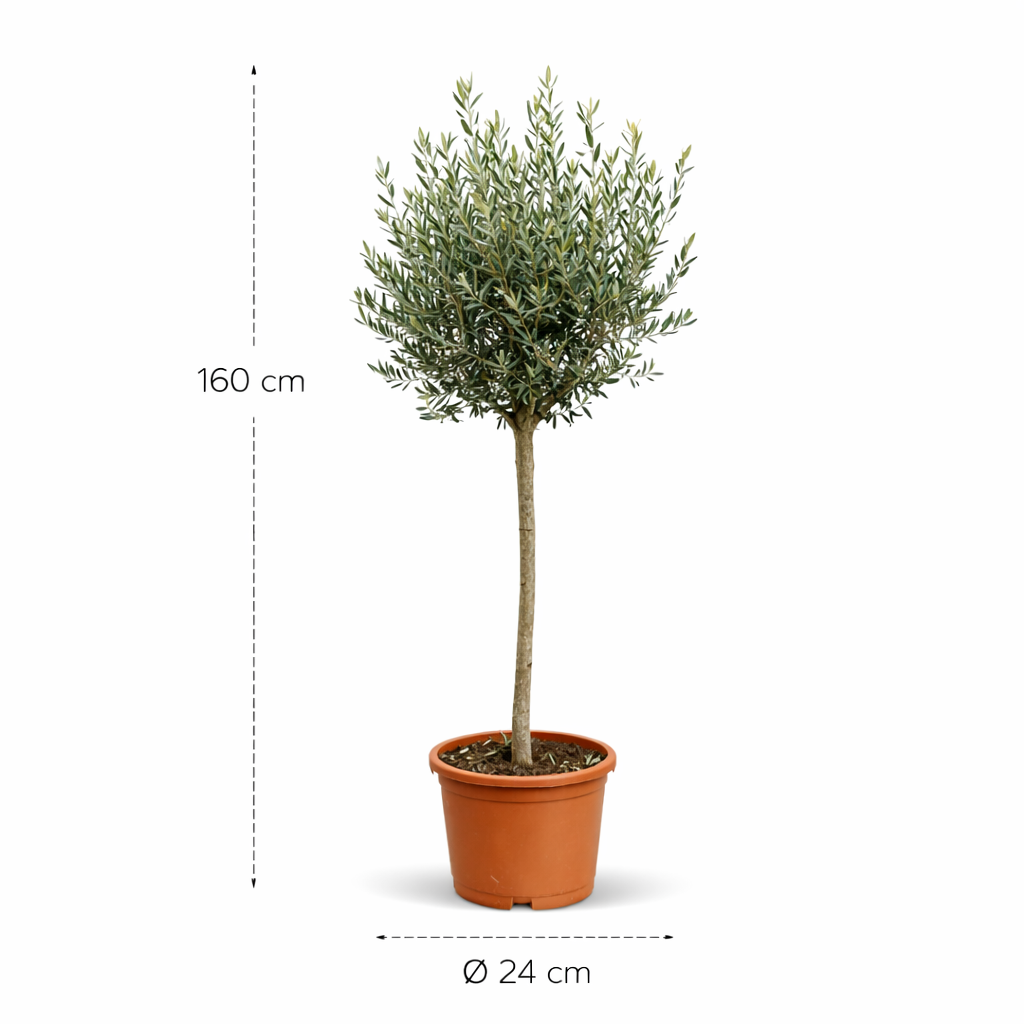 Olea Europaea op stam - 160 cm- ø24 cm
