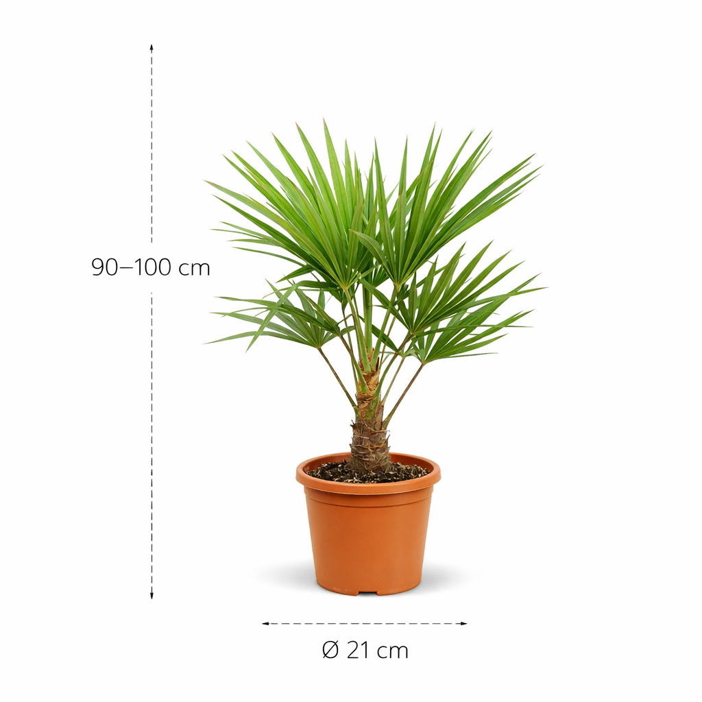 Dit is de Trachycarpus - 100 cm- ø21 cm Trachycarpus - 100 cm- ø21 cm