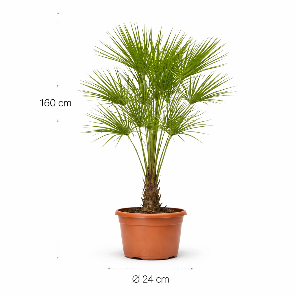 Chamaerops Humilis op stam - 160 cm - ø24 cm