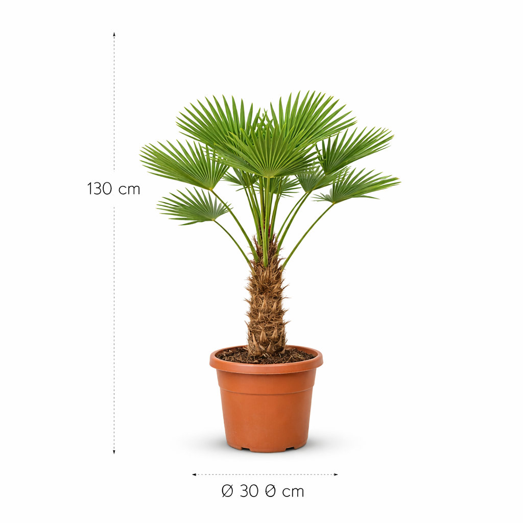 Trachycarpus wagnerianus - 130 cm - ø30 cm