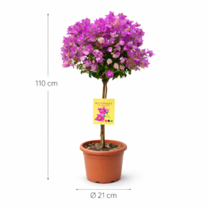 Bougainvillea op stam - 110 cm - ø21 cm