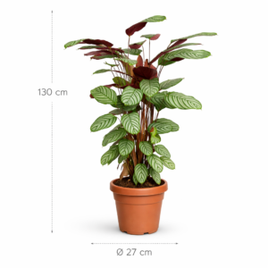 Calathea Oppenheimiana – 130 cm