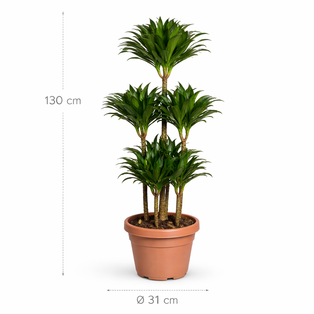 Dracaena Compacta Carrousel – 130 cm
