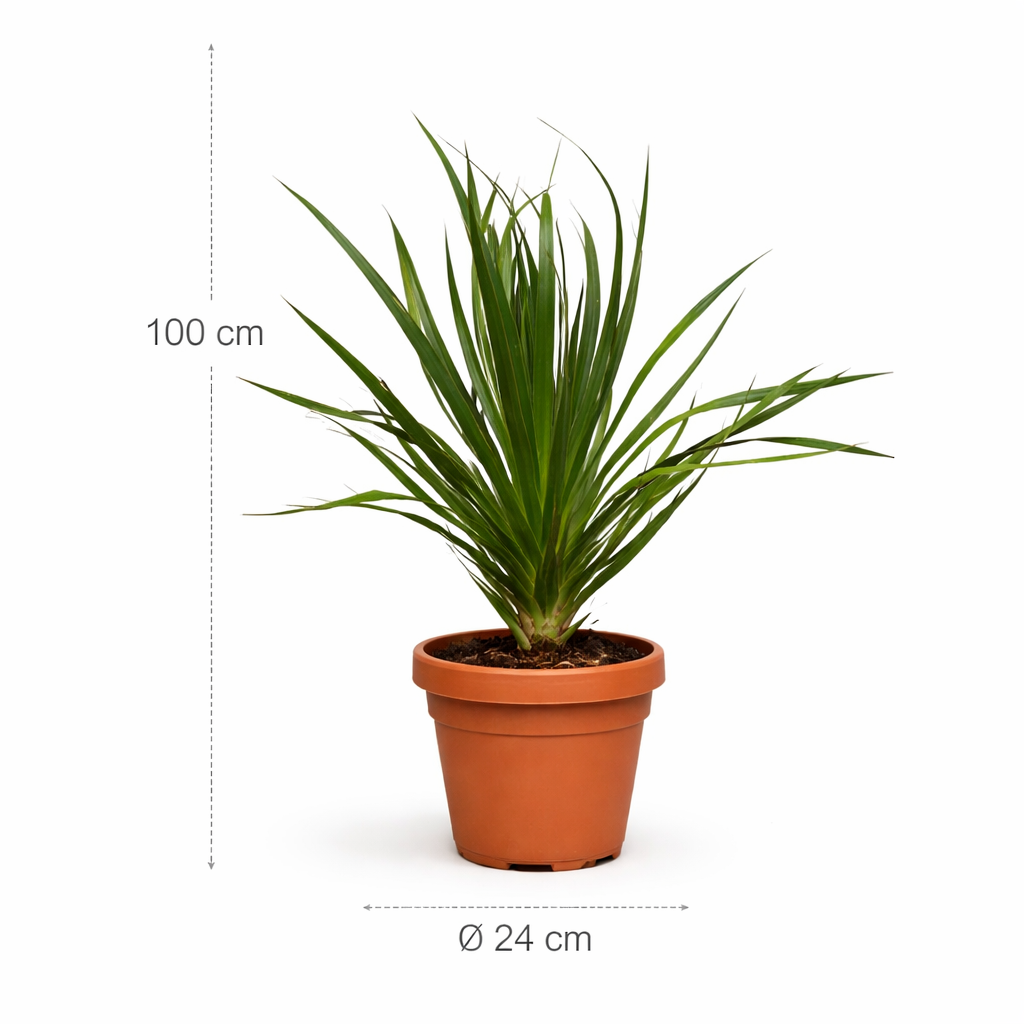 Dracaena Draco – 100 cm