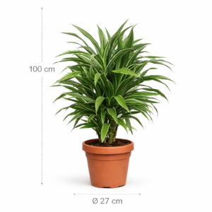Dracaena Warneckei - 100 cm - ø27