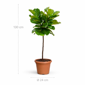 Ficus Lyrata stam - 130 cm - ø24