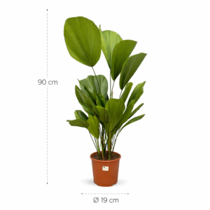 Licuala Grandis - 90 cm - ø19