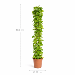 Cissus rotundifolia gaasrek – 160 cm