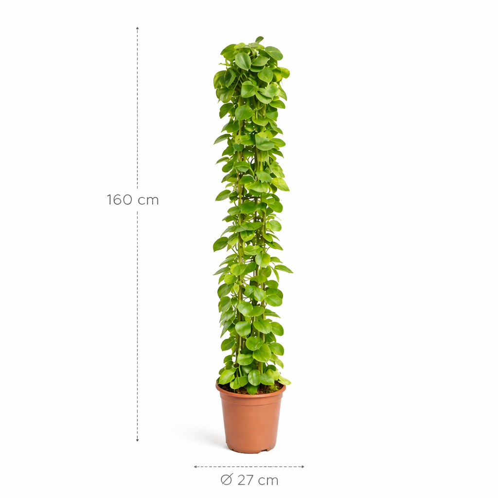 Cissus rotundifolia gaasrek – 160 cm