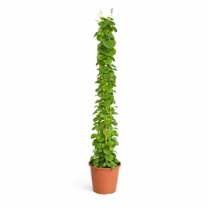 Cissus rotundifolia pyramide – 160 cm_main