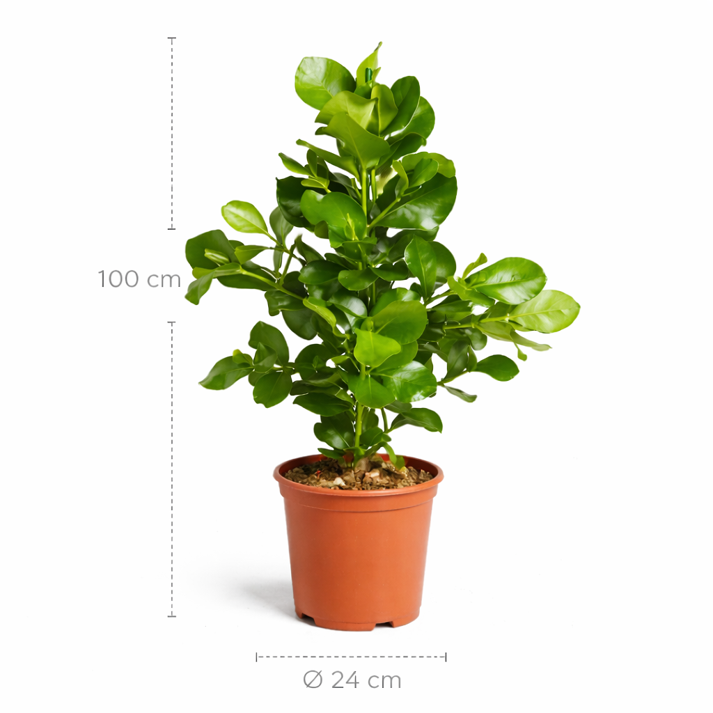 Clusia Rosea – 100 cm