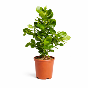 Clusia Rosea – 100 cm_main
