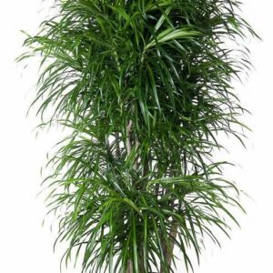 Dracaena Anita vertakt - 160 cm - ø34
