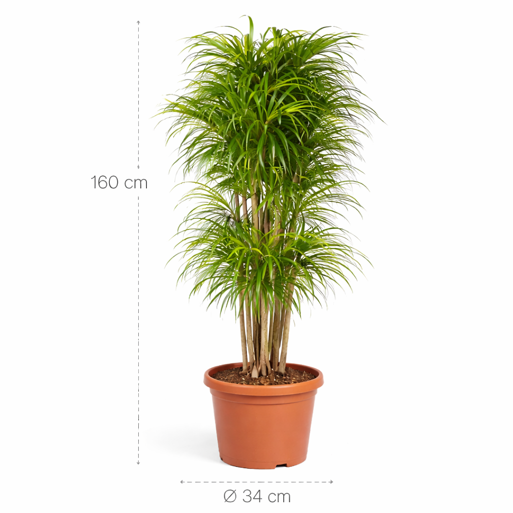 Dracaena Anita vertakt – 160 cm