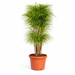 Dracaena Anita vertakt – 160 cm_main