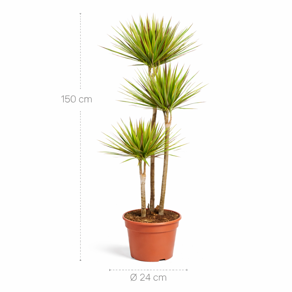 Dracaena Bicolor – 150 cm