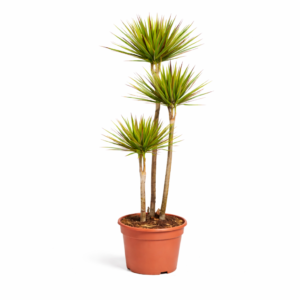 Dracaena Bicolor – 150 cm_main