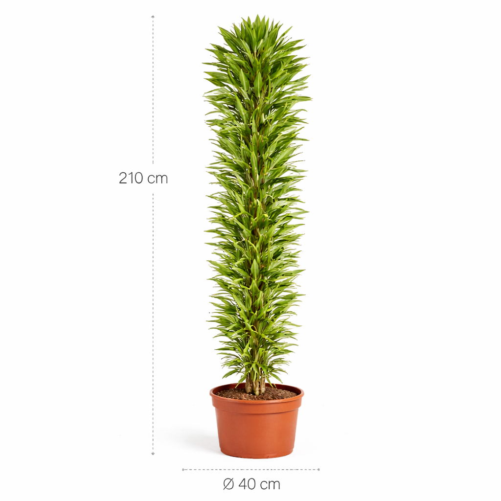 Dracaena Cintho vertakt – 210 cm