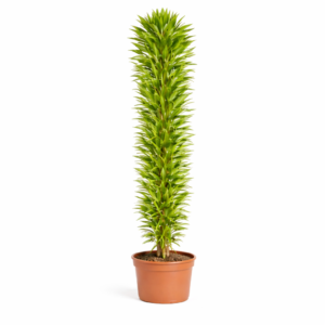 Dracaena Cintho vertakt – 210 cm_main