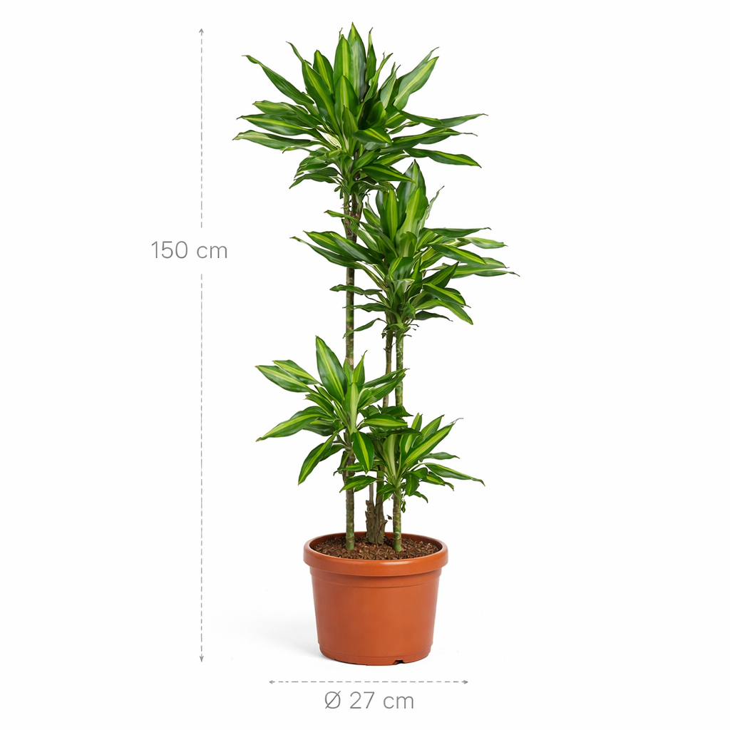 Dracaena Cintho – 150 cm