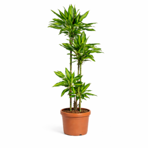 Dracaena Cintho – 150 cm_main