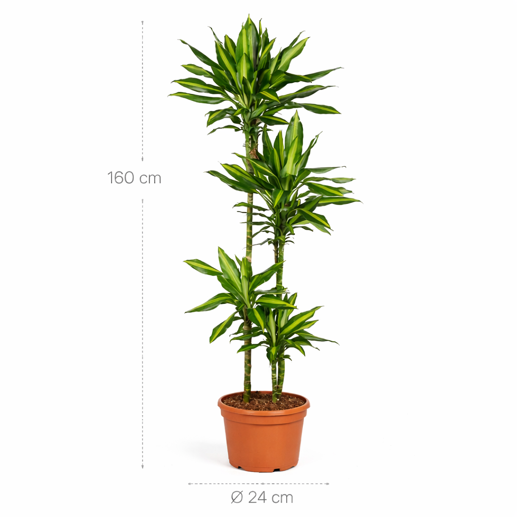 Dracaena Cintho – 160 cm