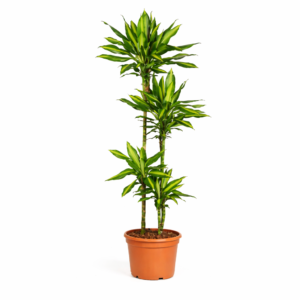 Dracaena Cintho – 160 cm_main