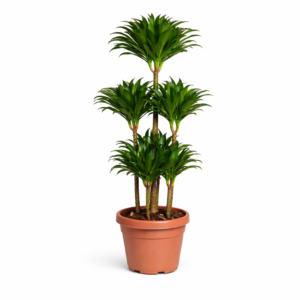 Dracaena Compacta Carrousel – 130 cm