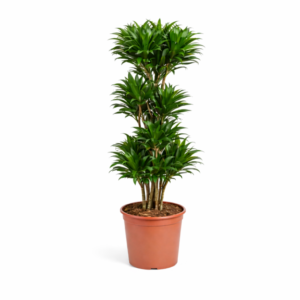 Dracaena Compacta – 140 cm