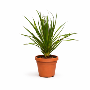 Dracaena Draco – 100 cm