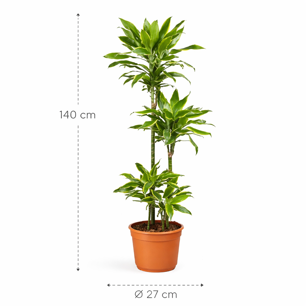 Dracaena Golden Coast - 140 cm