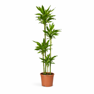 Dracaena Golden Coast – 160 cm