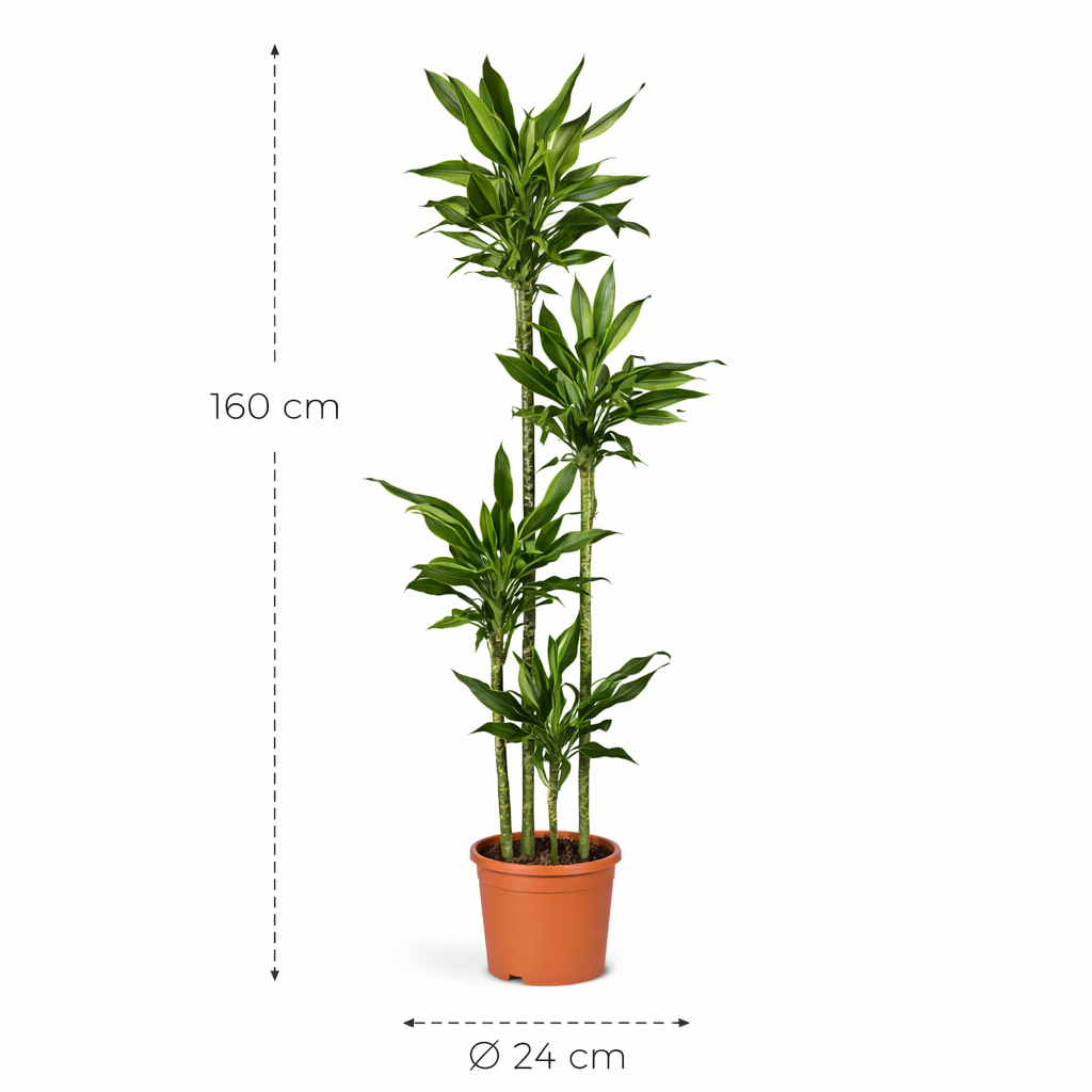 Dracaena Golden Coast – 160 cm