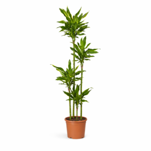 Dracaena Golden Coast – 170 cm