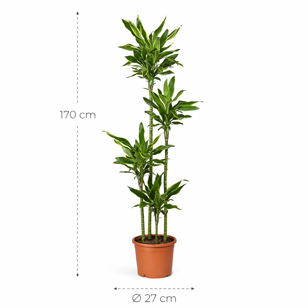 Dracaena Golden Coast – 170 cm