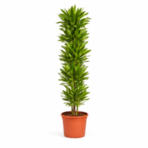 Dracaena Golden Coast – 200 cm