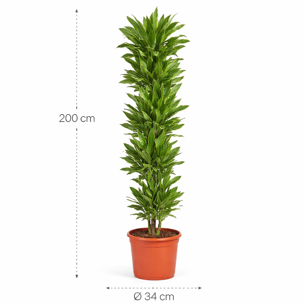 Dracaena Golden Coast – 200 cm