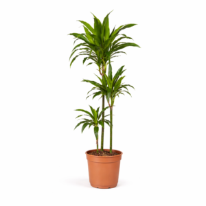Dracaena Janet Craig – 150 cm