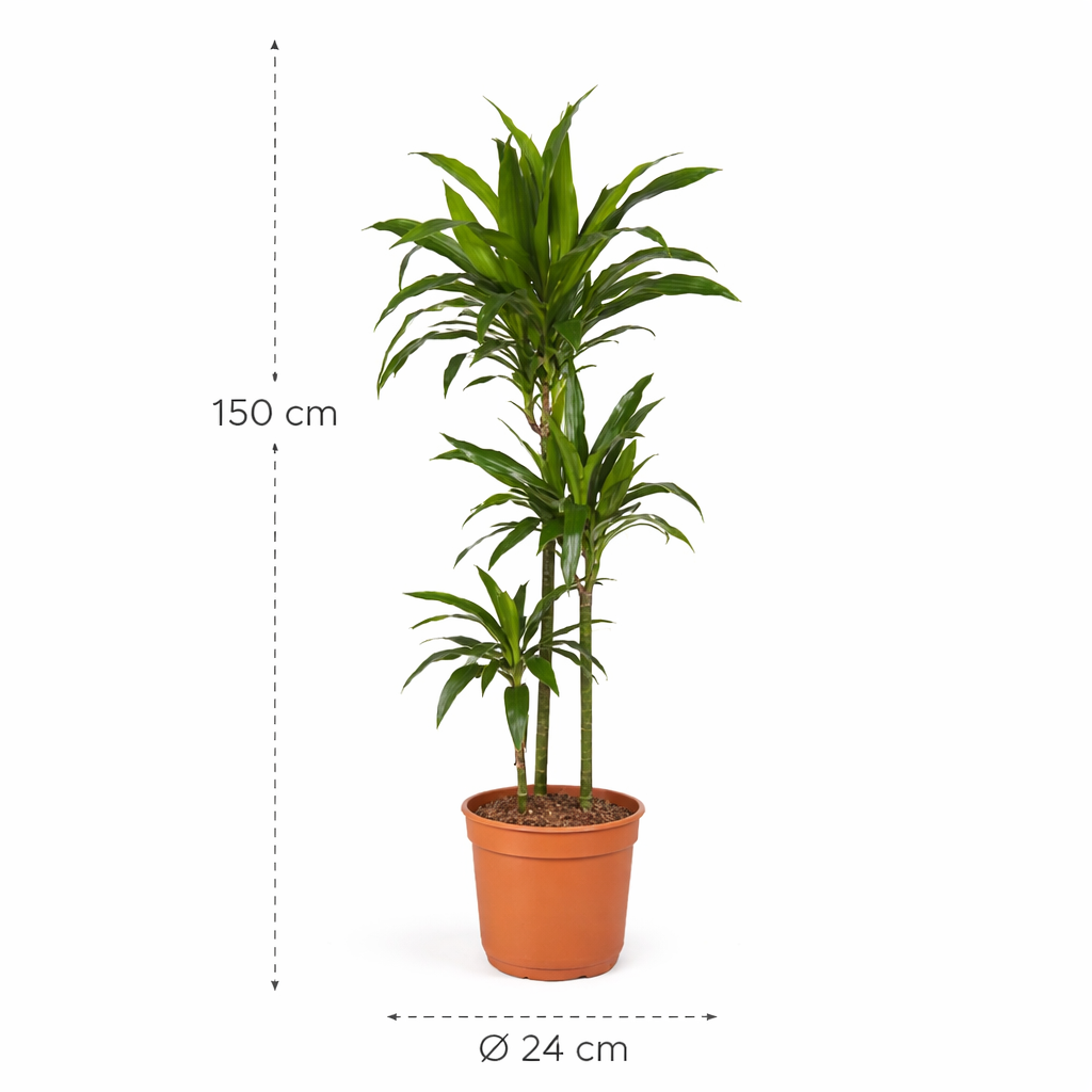 Dracaena Janet Craig – 150 cm
