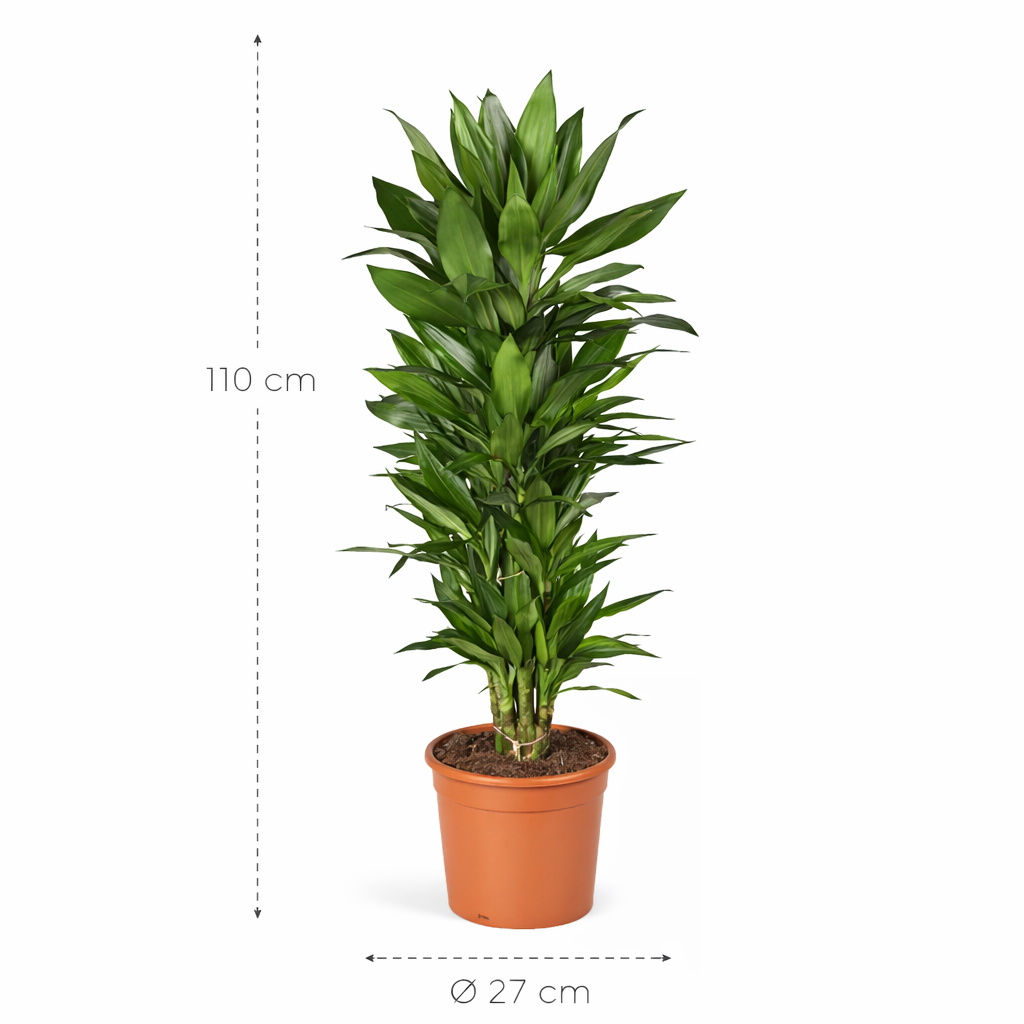 Dracaena Janet Lind vertakt - 110 cm