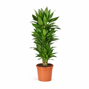 Dracaena Janet Lind vertakt – 110 cm
