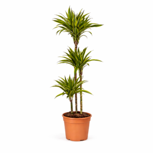 Dracaena Lemon Lime – 130 cm