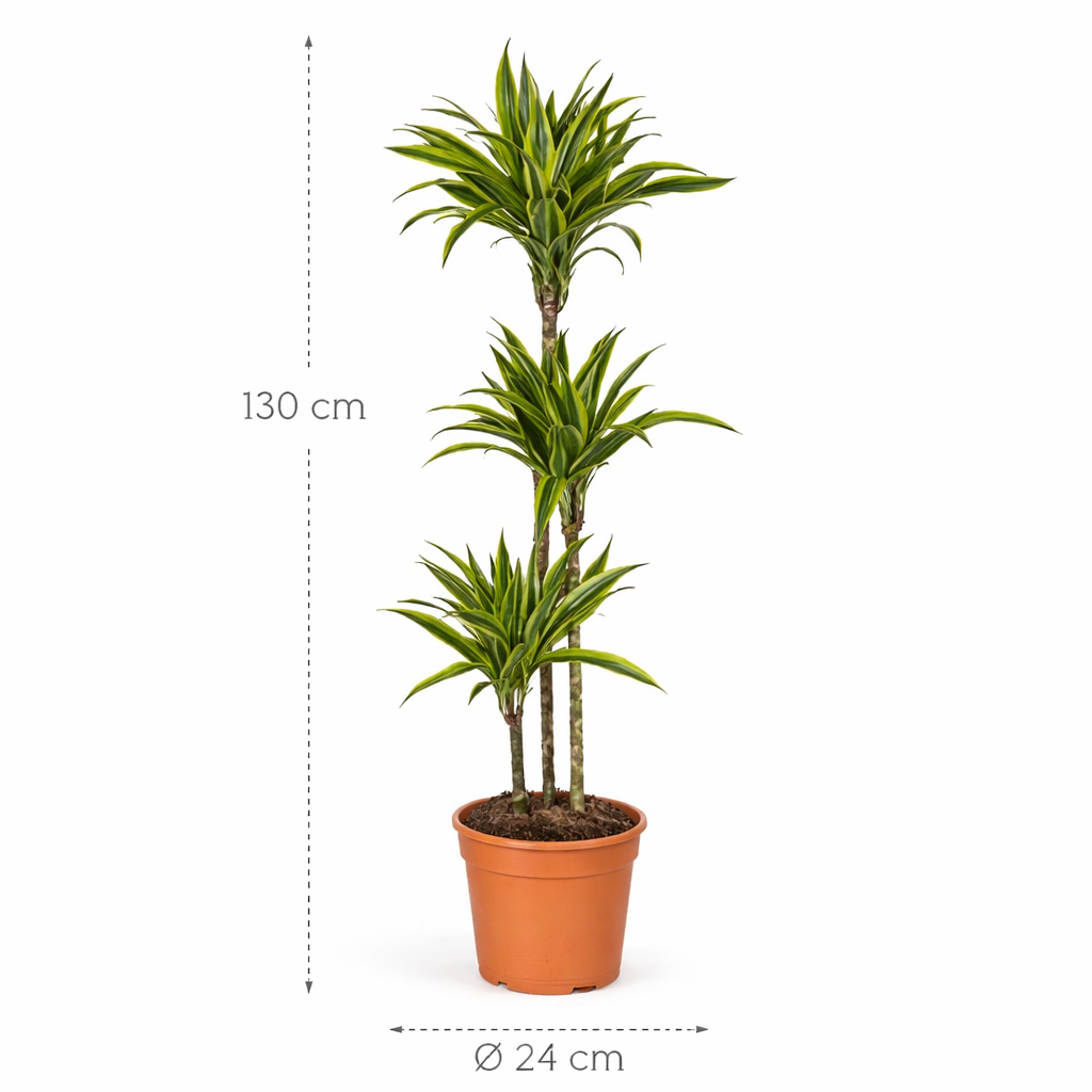 Dracaena Lemon Lime – 130 cm