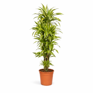 Dracaena Lemon Lime – 150 cm
