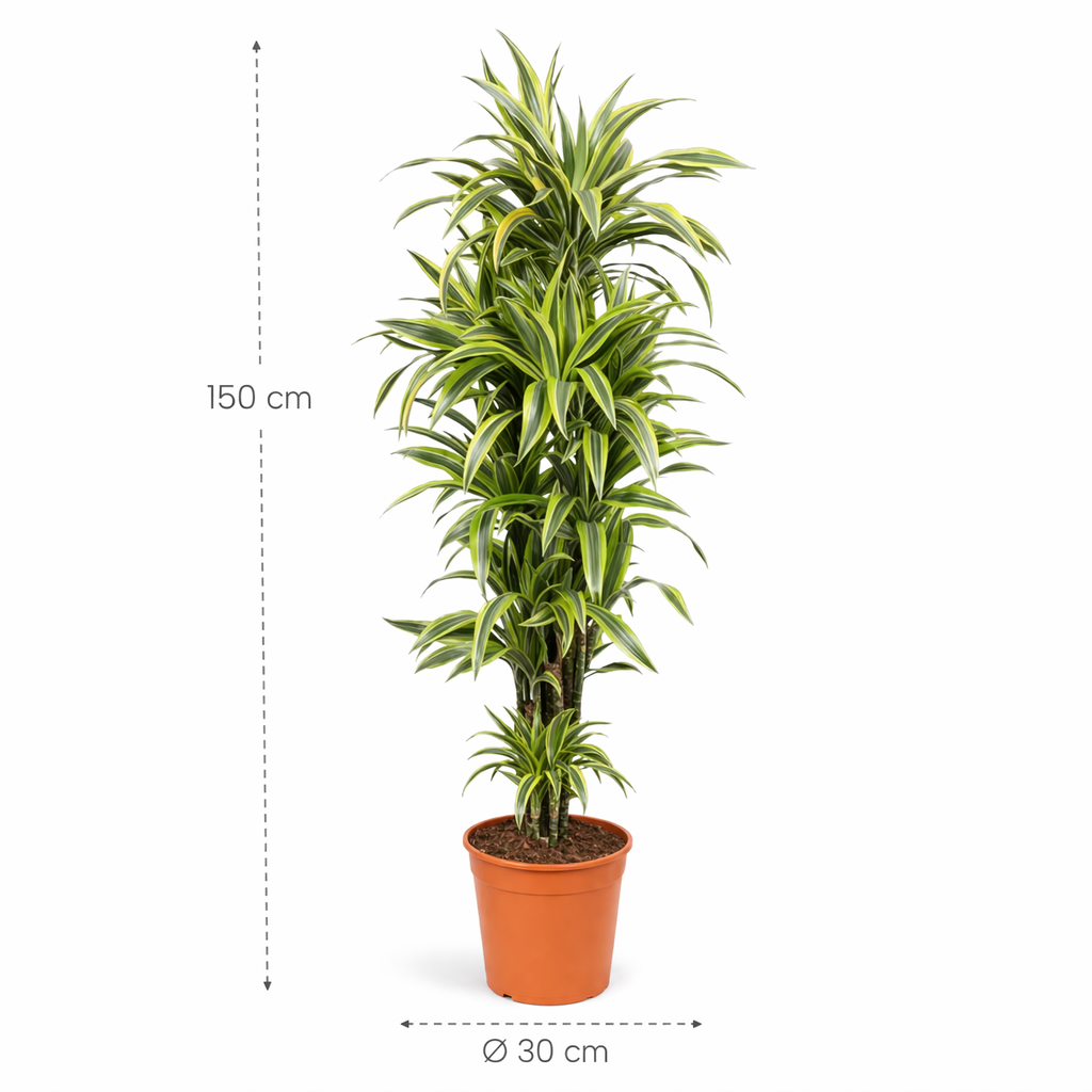 Dracaena Lemon Lime – 150 cm