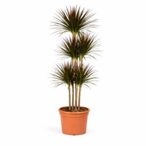 Dracaena Magenta Carrousel – 150 cm