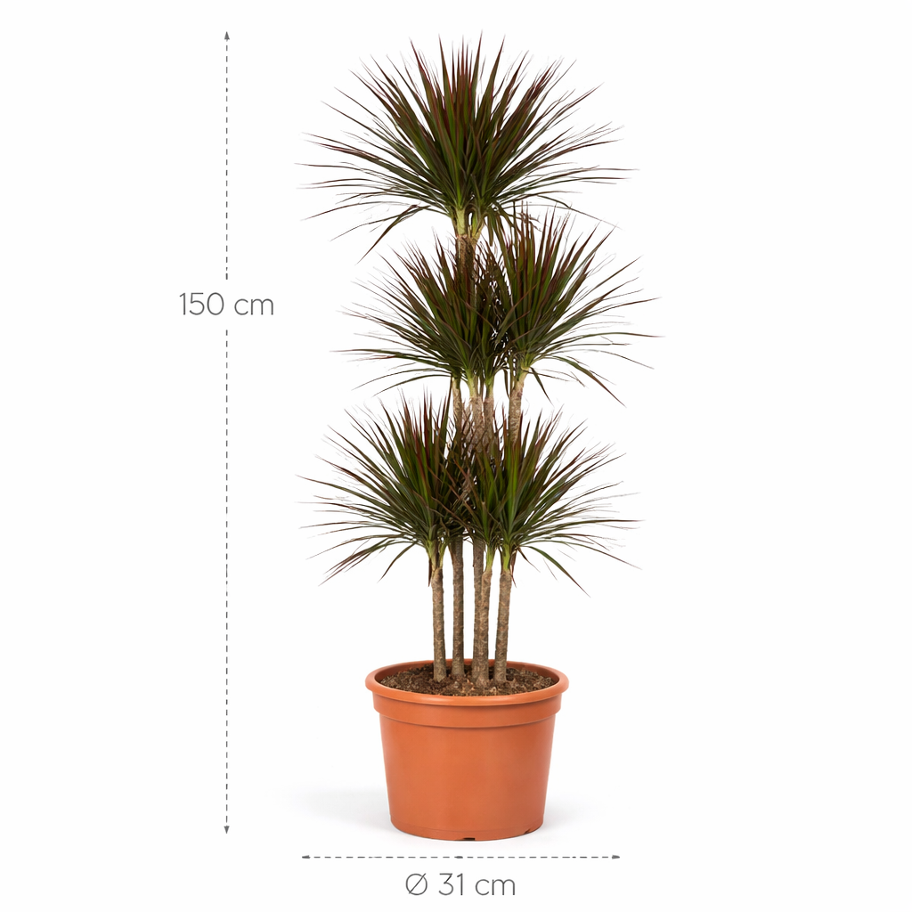 Dracaena Magenta Carrousel – 150 cm