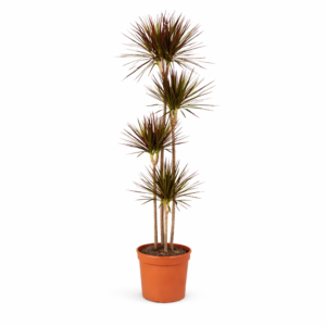 Dracaena Magenta – 180 cm